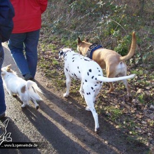 Chicca, Baxi und Gonzo