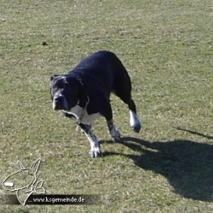 Billy mit einem Jahr ;)