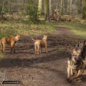 Shiwa und die Schäferhunde