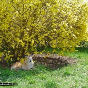 Frühlingsimpression mit Hund