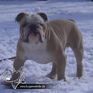 Oscar im Schnee