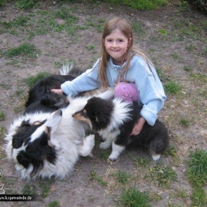 Meine Kampf Collies:-)