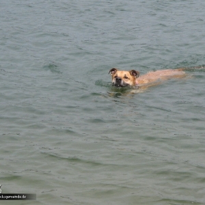 Gonzo, der Seehund