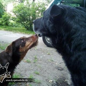 Frieder und das Zwergmonster