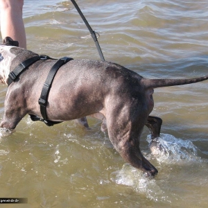 Scotte in der Nordsee