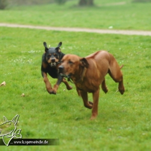 hierjageichridgebacks