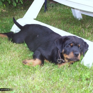 Balou ist jetzt endlich zuhause angekommen.