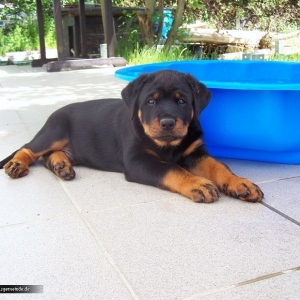 Balou auf der Terase. Mit seinem eigenen Plantschbecken.