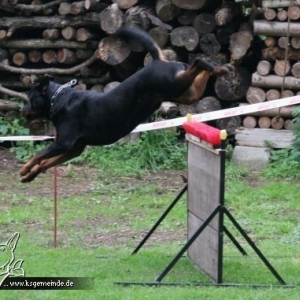 Alf beim Sprung über die Hürde