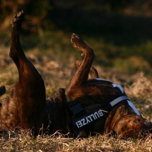 Diva In Der Abendsonne