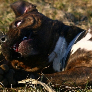 Diva In Der Abendsonne