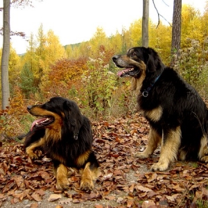 Jason Und Dustyn Im Bunten Herbstwald