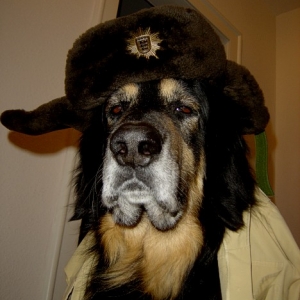 Polizeihund