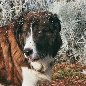 Laura¸s Hundeherrschaften