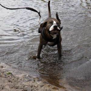 Anderes Wasser Gleicher Hund