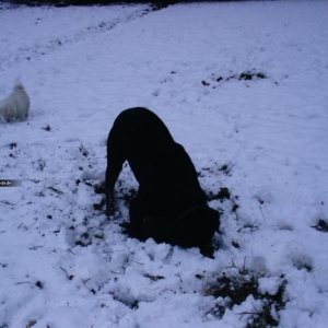 Speedy im Schnee