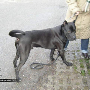 Cane Corso