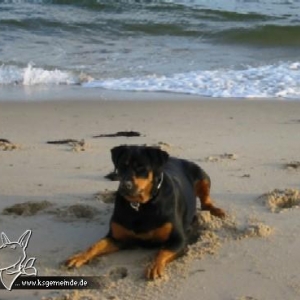 Nala am Nordseestrand