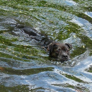 Lilou Schwimmt