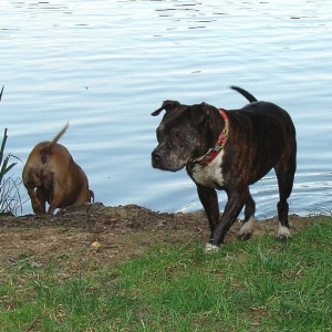 Hundestrand