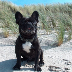 Bruno-der Herrscher Des Strandes!