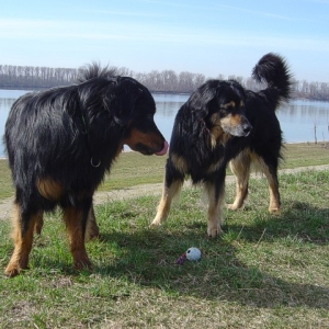 Mein Ball!