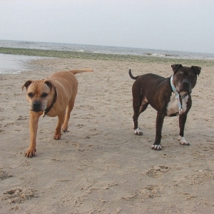 Am Strand Von Callantsoog