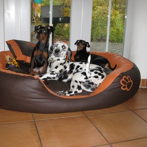 Unsere Hunde