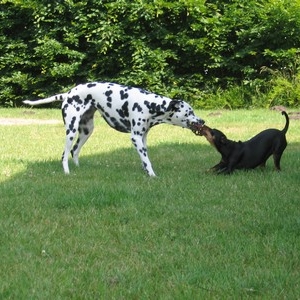 Pepper & Böhnchen