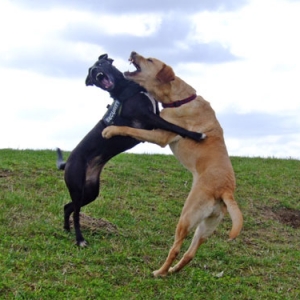 Joy Und Hannah Beim Toben