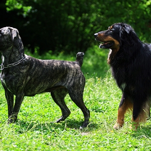 Vicky Und Bakura Beim Ballspielen