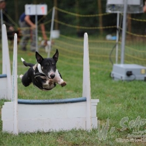 Flyball