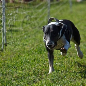 Flyball