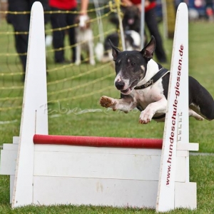 Flyball