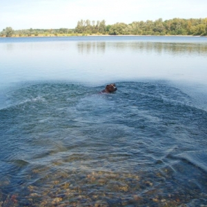 Schwimmen Auesee 2009