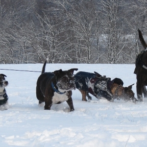 Spaß Im Schnee