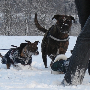 Spaß Im Schnee