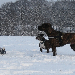 Spaß Im Schnee