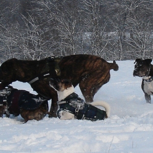 Spaß Im Schnee