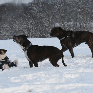 Spaß Im Schnee