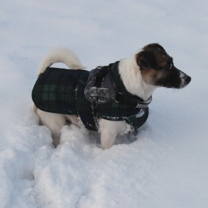 Kojak Im Schnee