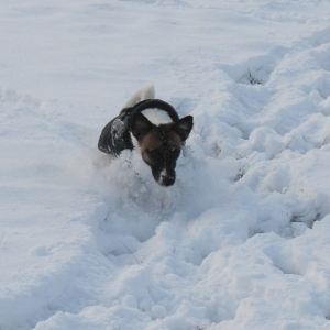 Kojak Im Schnee