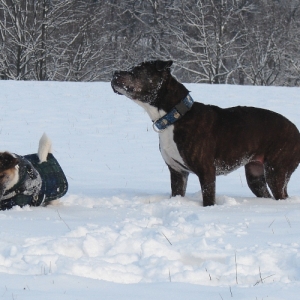 Kojak Und Lilou Im Schnee