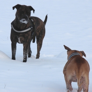 Lenni Und Shiwa Im Schnee