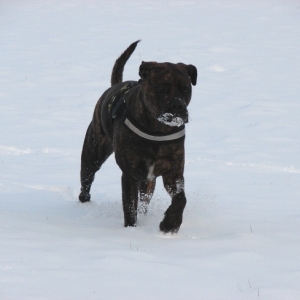 Lenni Im Schnee