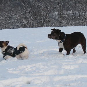 Lilou Und Kojak Im Schnee