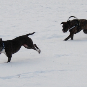 Lilou Und Lenni Toben Im Schnee