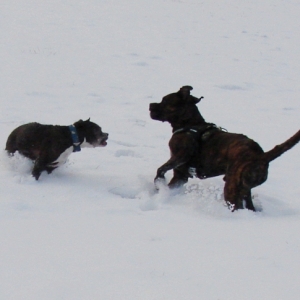 Lilou Und Lenni Toben Im Schnee