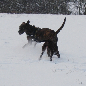 Lilou Und Lenni Toben Im Schnee