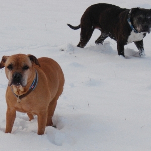 Shiwa Und Lilou Im Schnee